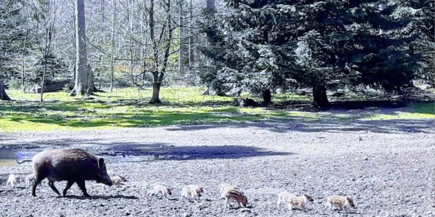 Wildschweine im ErlebnisWald Trappenkamp